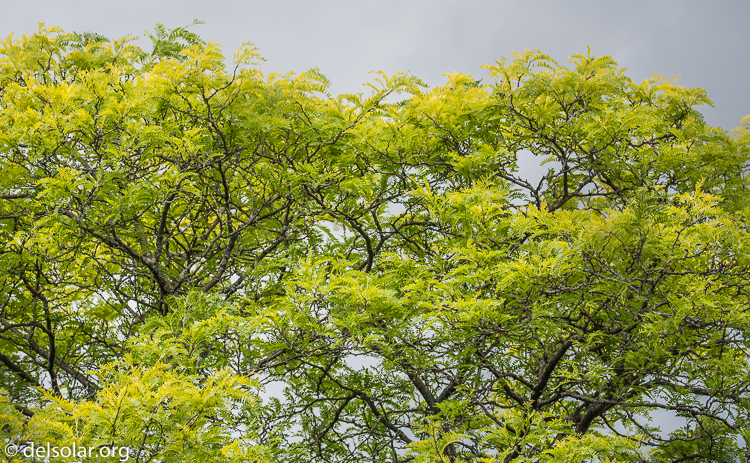 Canon EOS 5D Mark III  --  135 mm  --  EF100-400mm f/4.5-5.6L IS II USM  