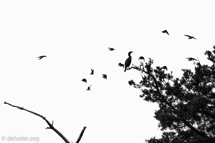 Canon EOS 5D Mark III  --  330 mm  --  EF100-400mm f/4.5-5.6L IS II USM  