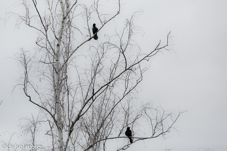 Canon EOS 5D Mark III  --  400 mm  --  EF100-400mm f/4.5-5.6L IS II USM  