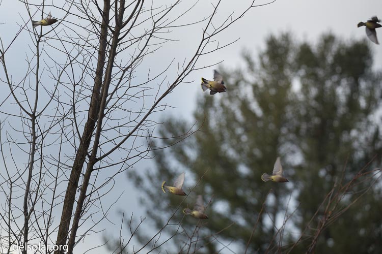 Canon EOS 5D Mark III  --  227 mm  --  EF100-400mm f/4.5-5.6L IS II USM  