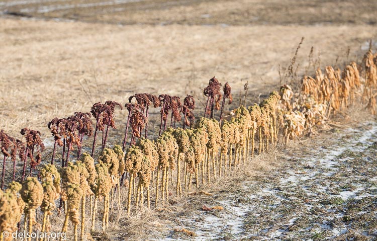 Canon EOS 5D Mark III  --  214 mm  --  EF100-400mm f/4.5-5.6L IS II USM  