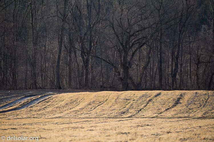 Canon EOS 5D Mark III  --  300 mm  --  EF100-400mm f/4.5-5.6L IS II USM  