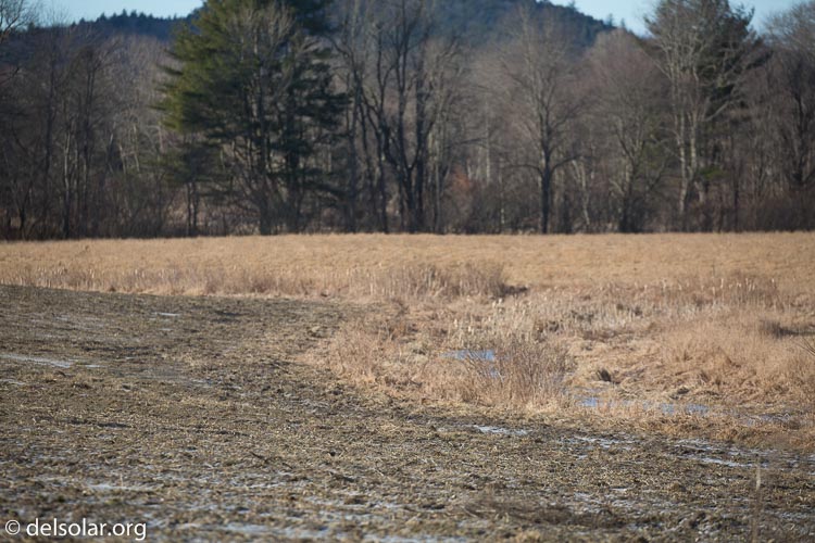 Canon EOS 5D Mark III  --  286 mm  --  EF100-400mm f/4.5-5.6L IS II USM  