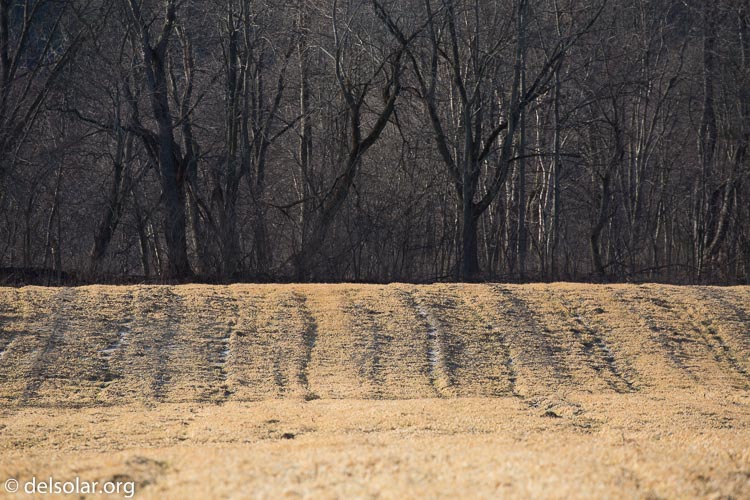 Canon EOS 5D Mark III  --  400 mm  --  EF100-400mm f/4.5-5.6L IS II USM  