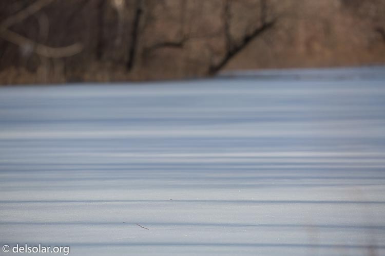 Canon EOS 5D Mark III  --  300 mm  --  EF100-400mm f/4.5-5.6L IS II USM  