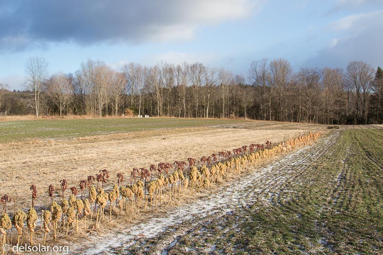 Canon EOS 7D  --  24 mm  --  EF24-105mm f/4L IS USM  