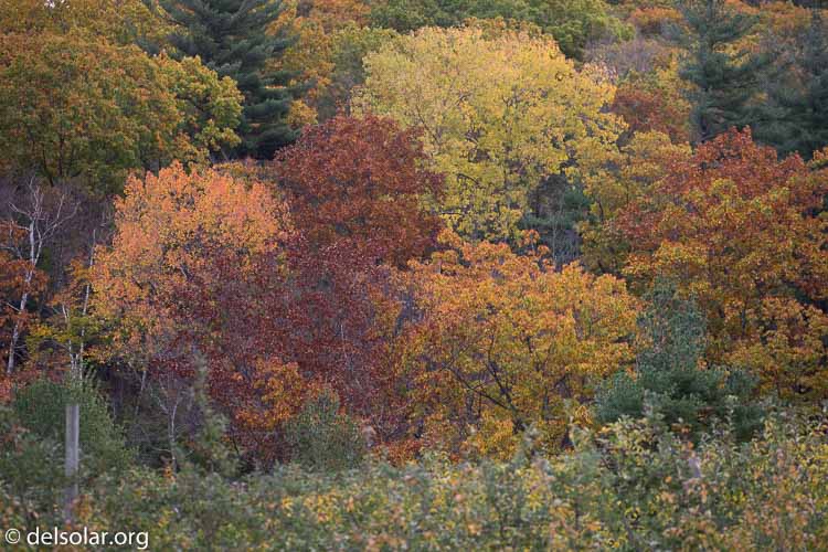 Canon EOS 5D Mark III  --  200 mm  --  EF100-400mm f/4.5-5.6L IS II USM  