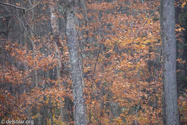 Canon EOS 5D Mark III  --  300 mm  --  EF100-400mm f/4.5-5.6L IS II USM  