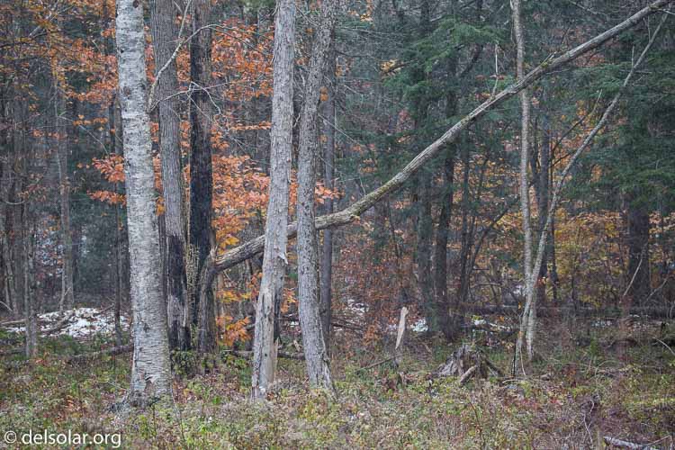 Canon EOS 5D Mark III  --  135 mm  --  EF100-400mm f/4.5-5.6L IS II USM  