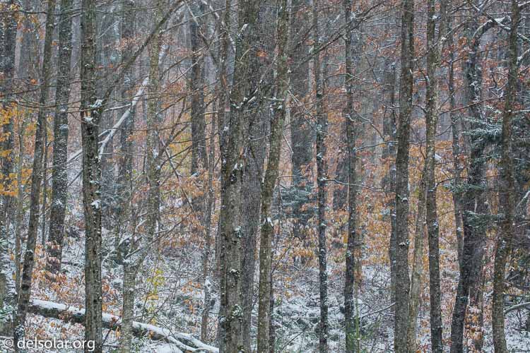 Canon EOS 5D Mark III  --  182 mm  --  EF100-400mm f/4.5-5.6L IS II USM  