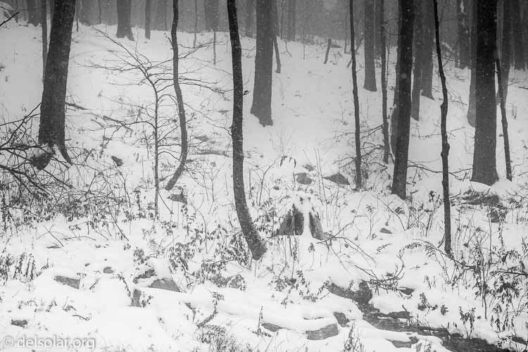 Canon EOS 5D Mark III  --  148 mm  --  EF100-400mm f/4.5-5.6L IS II USM  