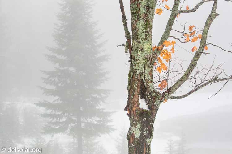 Canon EOS 5D Mark III  --  100 mm  --  EF100-400mm f/4.5-5.6L IS II USM  