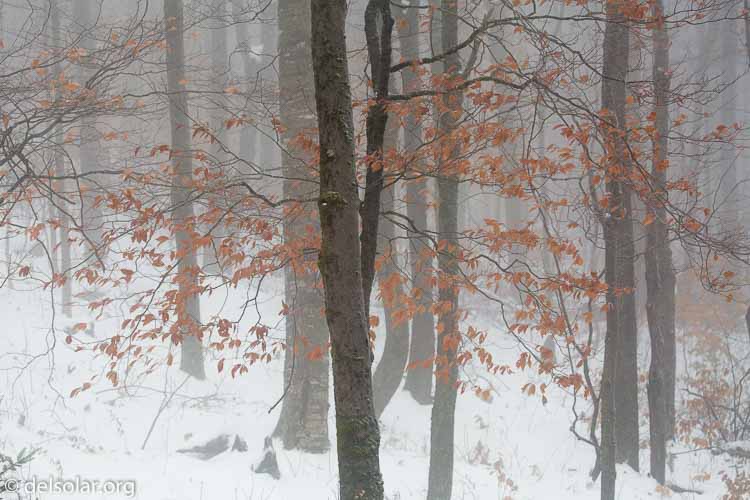 Canon EOS 5D Mark III  --  158 mm  --  EF100-400mm f/4.5-5.6L IS II USM  