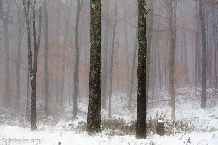 Canon EOS 5D Mark III  --  100 mm  --  EF100-400mm f/4.5-5.6L IS II USM  