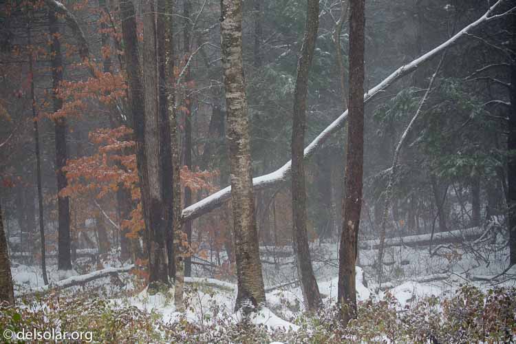 Canon EOS 5D Mark III  --  100 mm  --  EF100-400mm f/4.5-5.6L IS II USM  