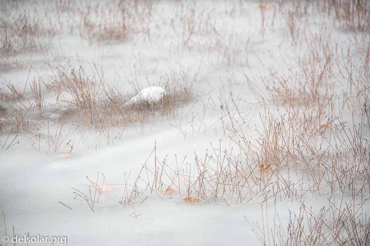 Canon EOS 5D Mark III  --  263 mm  --  EF100-400mm f/4.5-5.6L IS II USM  