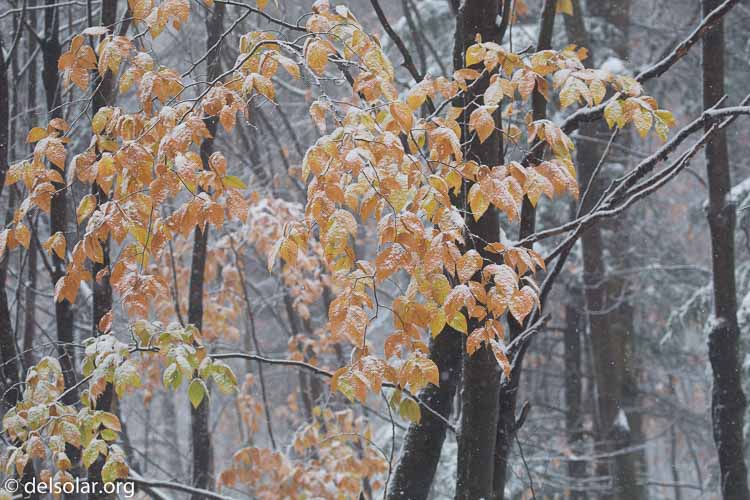 Canon EOS 5D Mark III  --  176 mm  --  EF100-400mm f/4.5-5.6L IS II USM  