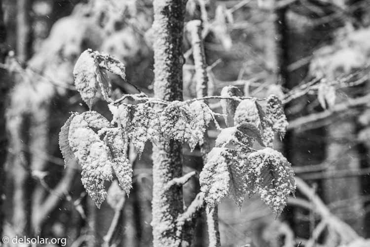 Canon EOS 5D Mark III  --  200 mm  --  EF100-400mm f/4.5-5.6L IS II USM  