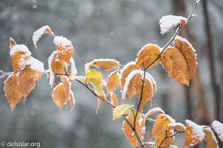 Canon EOS 5D Mark III  --  312 mm  --  EF100-400mm f/4.5-5.6L IS II USM  