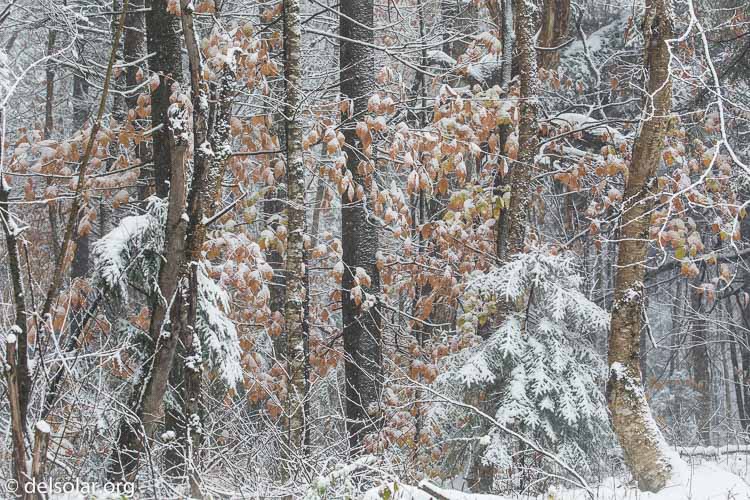 Canon EOS 5D Mark III  --  153 mm  --  EF100-400mm f/4.5-5.6L IS II USM  