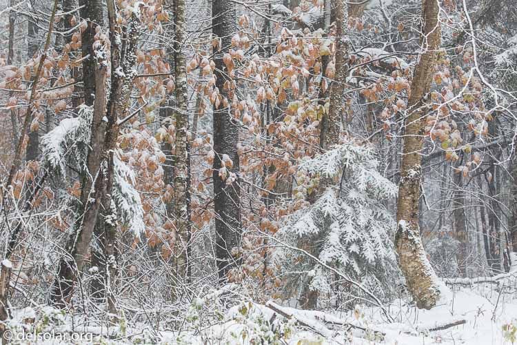 Canon EOS 5D Mark III  --  153 mm  --  EF100-400mm f/4.5-5.6L IS II USM  