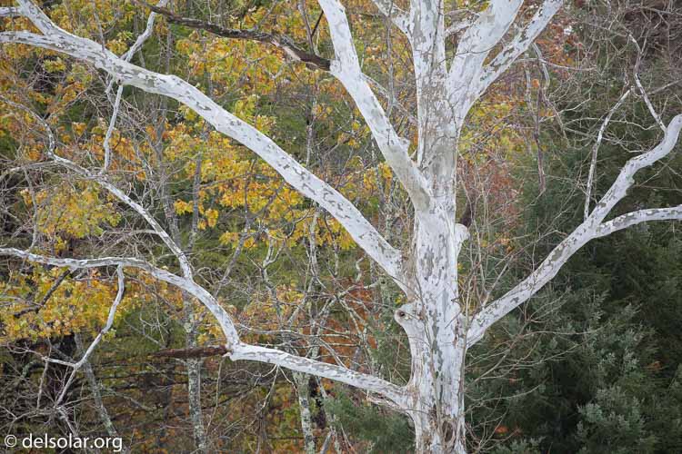 Canon EOS 5D Mark III  --  349 mm  --  EF100-400mm f/4.5-5.6L IS II USM  