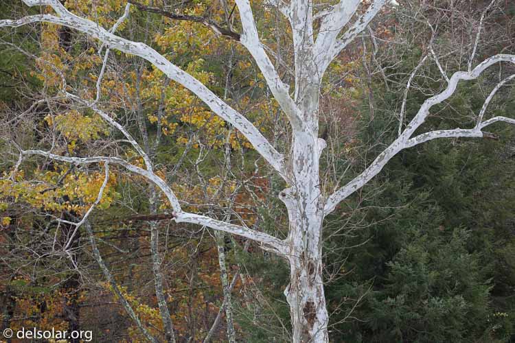 Canon EOS 5D Mark III  --  271 mm  --  EF100-400mm f/4.5-5.6L IS II USM  