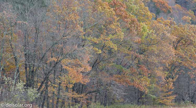 Canon EOS 5D Mark III  --  248 mm  --  EF100-400mm f/4.5-5.6L IS II USM  