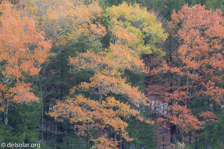 Canon EOS 5D Mark III  --  234 mm  --  EF100-400mm f/4.5-5.6L IS II USM  