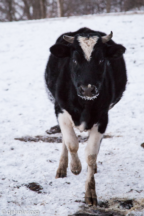 Canon EOS 5D Mark III  --  105 mm  --  EF24-105mm f/4L IS USM  