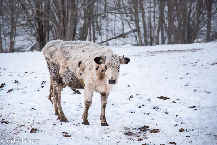 Canon EOS 5D Mark III  --  105 mm  --  EF24-105mm f/4L IS USM  