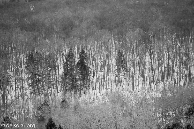 Canon EOS 5D Mark III  --  400 mm  --  EF400mm f/5.6L USM  