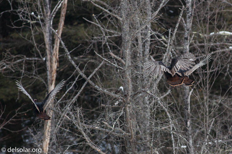 Canon EOS 5D Mark II  --  400 mm  --  EF400mm f/5.6L USM  