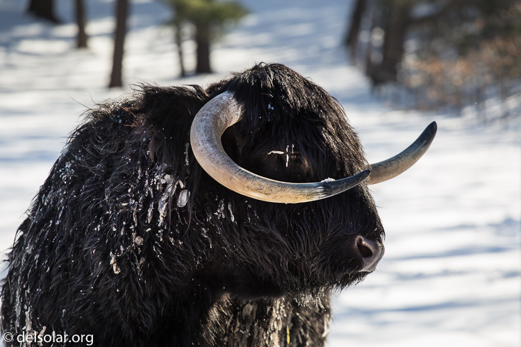 Canon EOS 5D Mark III  --  184 mm  --  EF70-200mm f/4L USM  