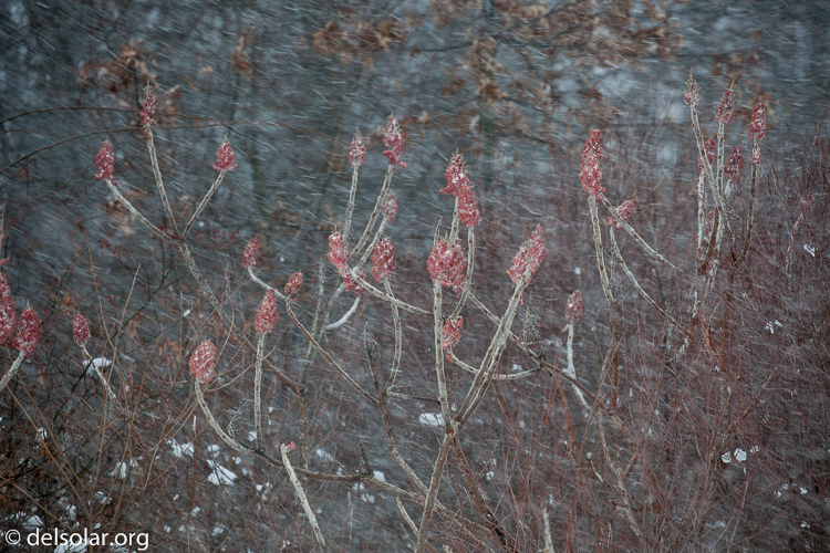 Canon EOS 5D Mark II  --  159 mm  --  EF70-200mm f/4L USM  