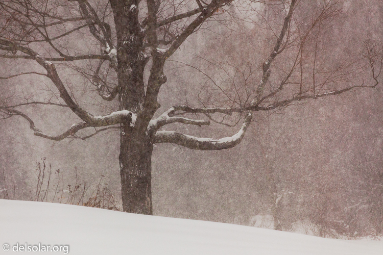 Canon EOS 5D Mark II  --  163 mm  --  EF70-200mm f/4L USM  