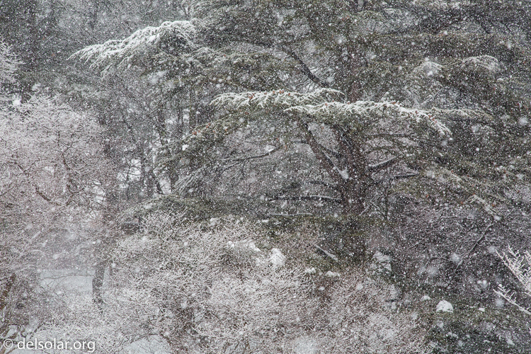 Canon EOS 5D Mark III  --  88 mm  --  EF24-105mm f/4L IS USM  