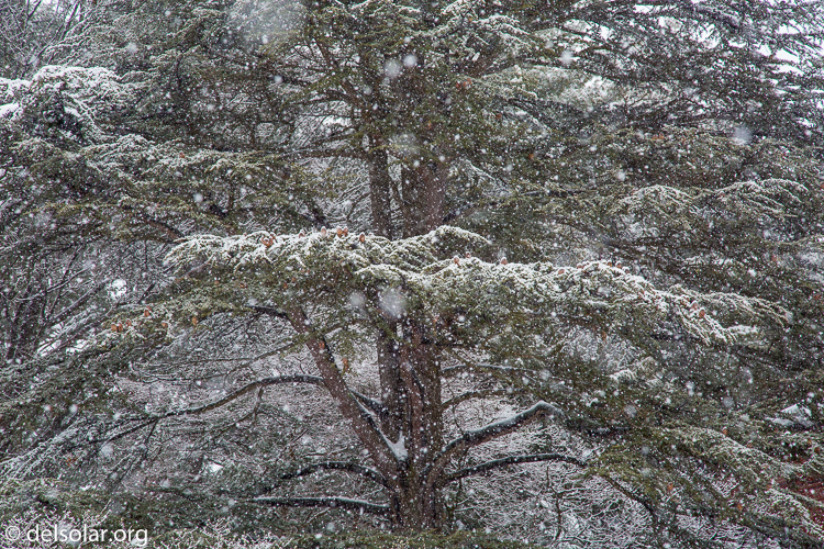 Canon EOS 5D Mark III  --  105 mm  --  EF24-105mm f/4L IS USM  