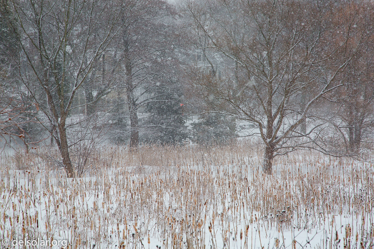 Canon EOS 5D Mark III  --  105 mm  --  EF24-105mm f/4L IS USM  