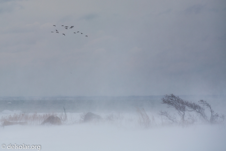 Canon EOS 5D Mark III  --  154 mm  --  EF70-200mm f/4L USM  