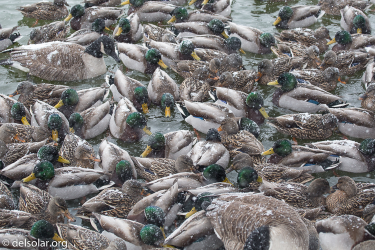 Canon EOS 5D Mark III  --  70 mm  --  EF70-200mm f/4L USM  