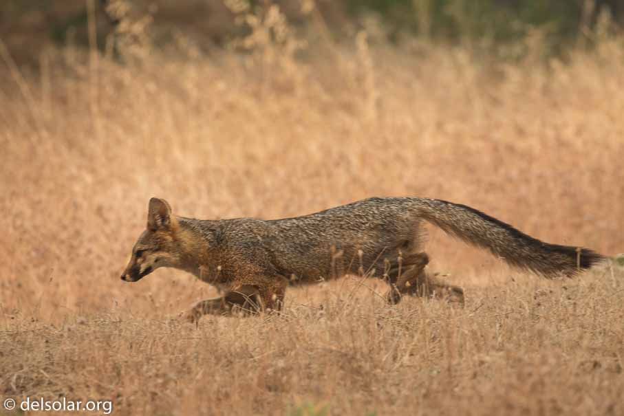 Canon EOS 7D Mark II  --  400 mm  --  EF100-400mm f/4.5-5.6L IS II USM  