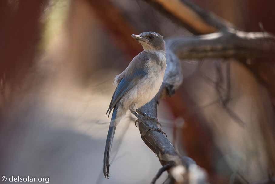 Canon EOS 7D Mark II  --  600 mm  --  EF600mm f/4L IS II USM  