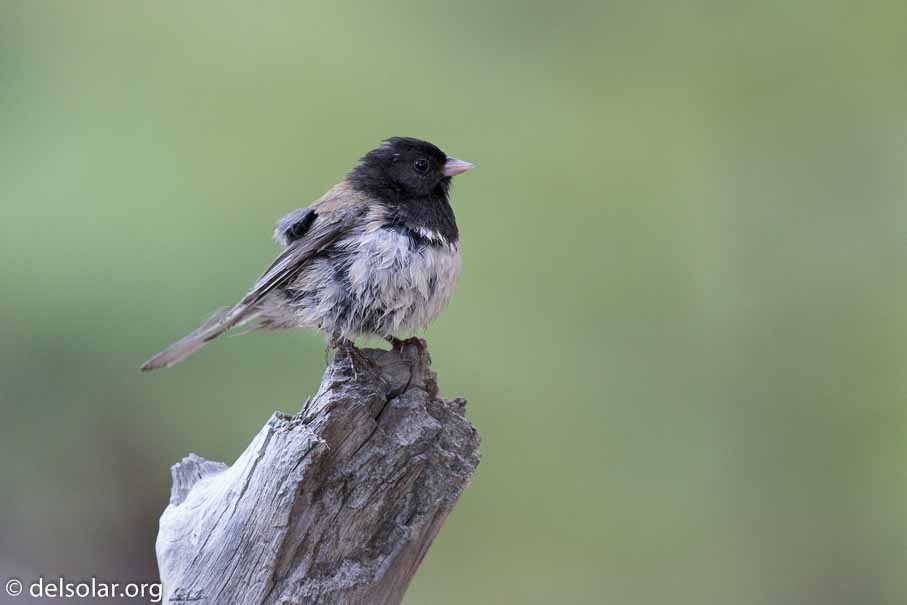 Canon EOS 7D Mark II  --  600 mm  --  EF600mm f/4L IS II USM  