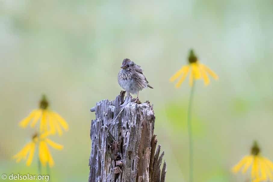 Canon EOS 7D Mark II  --  600 mm  --  EF600mm f/4L IS II USM  