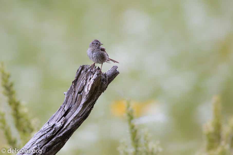 Canon EOS 7D Mark II  --  600 mm  --  EF600mm f/4L IS II USM  