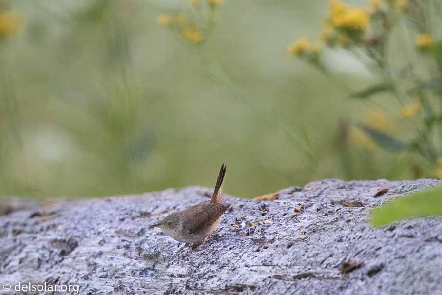 Canon EOS 7D Mark II  --  600 mm  --  EF600mm f/4L IS II USM  