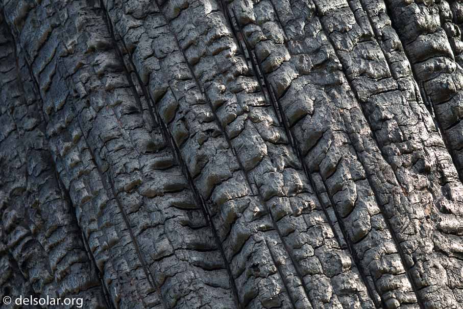 Canon EOS 7D Mark II  --  600 mm  --  EF600mm f/4L IS II USM  