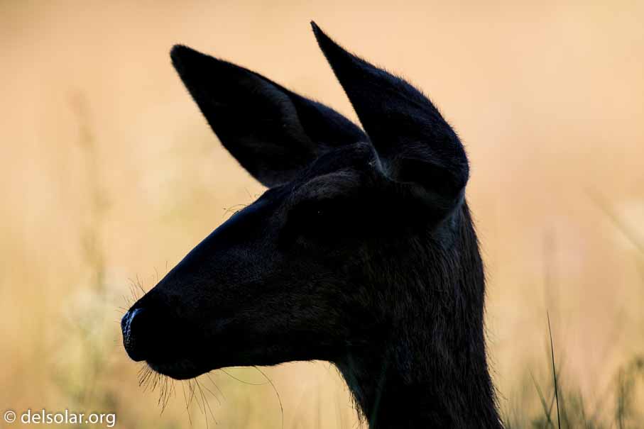 Canon EOS 7D Mark II  --  600 mm  --  EF600mm f/4L IS II USM  