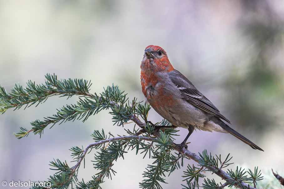 Canon EOS 7D Mark II  --  400 mm  --  EF100-400mm f/4.5-5.6L IS II USM  